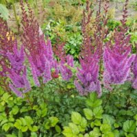 Astilbe ‘Purpurlanze’