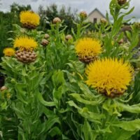 Centaurea macrocephala