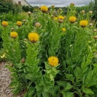 Centaurea macrocephala