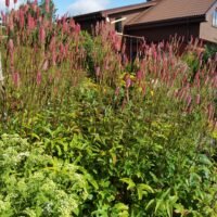 Sanguisorba ‘Blachthorn’