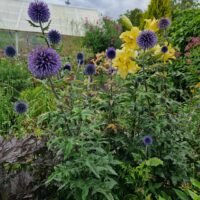 Echinops ritro
