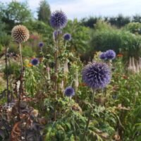 Echinops ritro