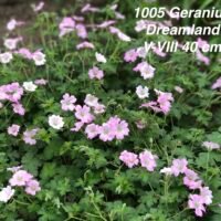 Geranium ‘Dreamland’