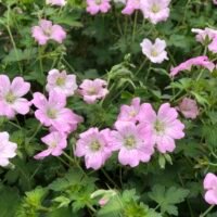 Geranium ‘Dreamland’