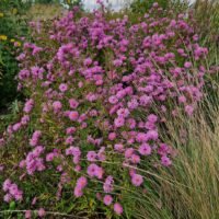 Aster novae-angliae ‘Rosa Perle’