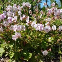 Geranium x cant ‘Biokovo’