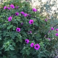 Geranium ‘Ivan’