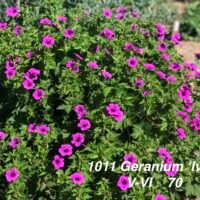 Geranium ‘Ivan’