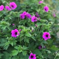 Geranium ‘Ivan’