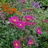 Anemone ‘Pamina’