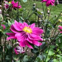 Anemone ‘Pamina’