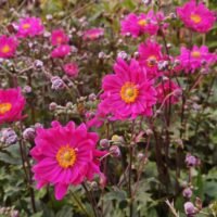 Anemone ‘Pamina’