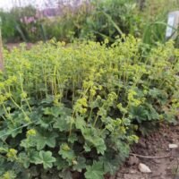 Alchemilla erythropoda