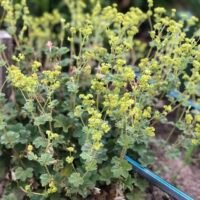 Alchemilla erythropoda