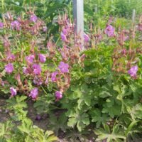 Geranium macrorrhizum ‘Olympos’