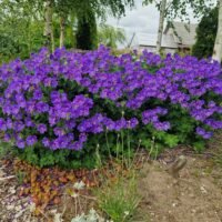 Geranium ‘Rosemoor’