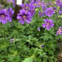 Geranium ‘Rosemoor’