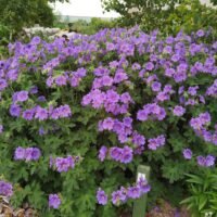 Geranium ‘Rosemoor’