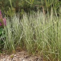 Calamagrostis ‘Overdam’