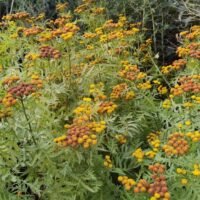 Tanacetum ‘Isla Gold’