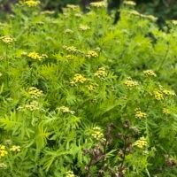 Tanacetum ‘Isla Gold’