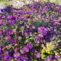 Aster novae-angliae ‘Violetta’