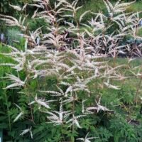 Aruncus ‘Horatia’