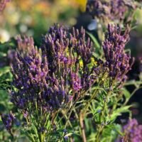 Verbena hastata