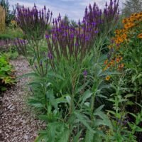 Verbena hastata