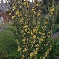 Verbascum chaixii ‘Sixteen Candles’