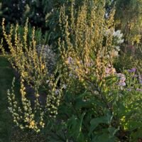 Verbascum chaixii ‘Sixteen Candles’