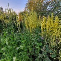 Verbascum chaixii ‘Sixteen Candles’