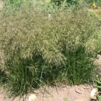 Deschampsia cespilosa ‘Palava’