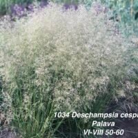 Deschampsia cespilosa ‘Palava’