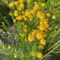 Aster linosyris