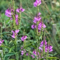 Physostegia virginiana ‘Vivid’