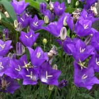 Campanula carpatica b.p.