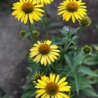 Echinacea ‘Sandy Yellow’