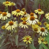 Echinacea ‘Sandy Yellow’