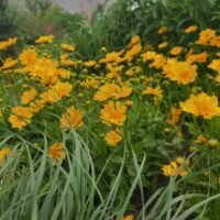 Coreopsis auriculate ‘Zamfir’