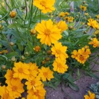 Coreopsis auriculate ‘Zamfir’