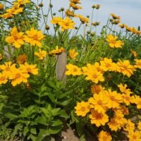 Coreopsis auriculate ‘Zamfir’