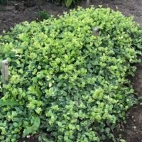 Vinca variegata