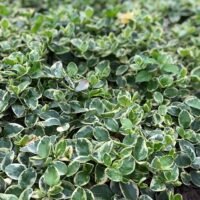 Vinca variegata