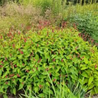 Persicaria amplexicaulis ‘Taurus’