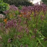 Verbena hastata ‘Rosea’