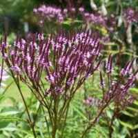 Verbena hastata ‘Rosea’