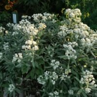 Anaphalis triplinervis ‘Silberrengen’