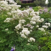 Thalictrum aguilegifolium ‘Album’