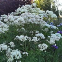 Thalictrum aguilegifolium ‘Album’